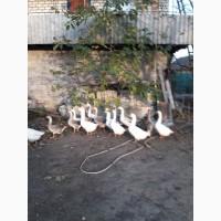 Продаются инкубационный ГУСИНЫЕ яйца