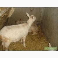 Продам Зааненских коз