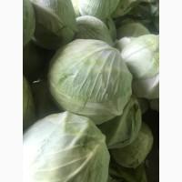 Капуста сорт Галаксі