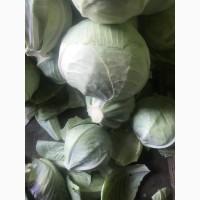 Капуста сорт Галаксі