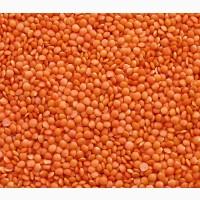 Red whole and Split lentils for sale