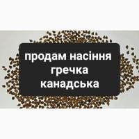 Продам насіння канадської гречки Penny