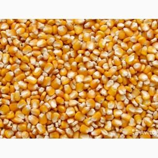 Закупаем кукурузу