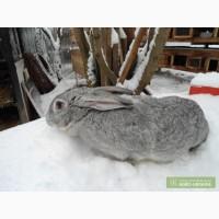 Продам крольчат породы серый великан