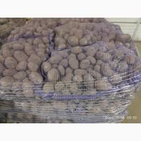 Продам картоплю з піску