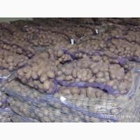 Продам картоплю з піску