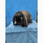 Кролі породи Французький Баран