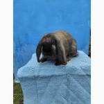 Кролі породи Французький Баран