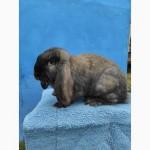 Кролі породи Французький Баран