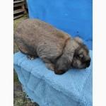 Кролі породи Французький Баран