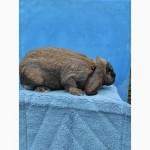 Кролі породи Французький Баран