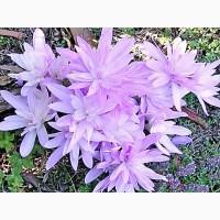 Безвременник Waterlily (луковица) 71 грн