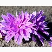 Безвременник Waterlily (луковица) 71 грн