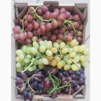 Продам столовый виноград