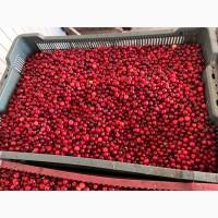 Продам малину 80/20, малину на гриз