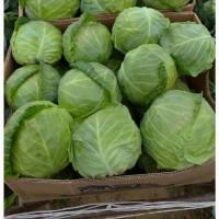 Продам молодую капусту