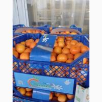 Продам мандарин зі складу у Львові