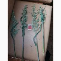 Продам овес на посів, сорти Парламентський та Світанок С-1