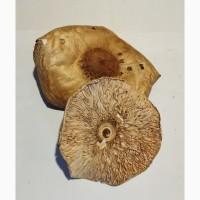 Продам шапки парасольки великої сушені