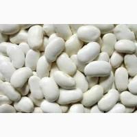 Закупівля білих сортів квасолі