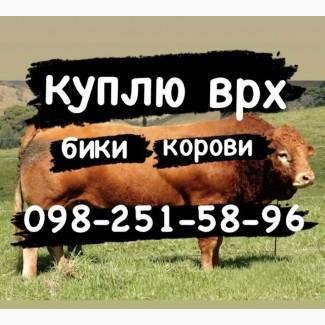 Корови бики телиці куплю