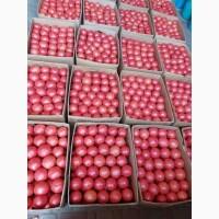 Продам розовый помидор