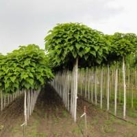 Саджанці бігнонієподібної катальпи Нана - 2-річний