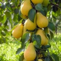 Саджанці груші Лимонка - 2-річний