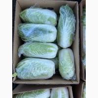 Продам пекинскую капусту