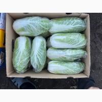 Продам пекинскую капусту