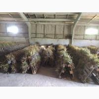 Продам часник, сорт Любаша