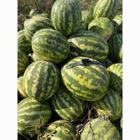 Продам Кавун від 4 до 12 кг