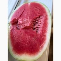 Продам арбуз, Николаевская обл