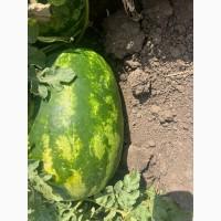 Продам арбуз, Николаевская обл