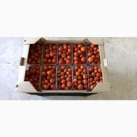 Томат помидор пор пора