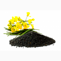 Продається ріпак БЕЗ ГМО