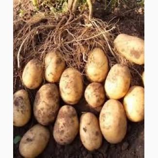 Посадкова картопля Гранада Львівська область купити вигідно, роздріб від 10 кг