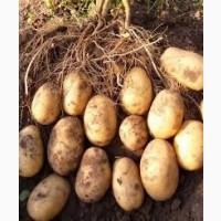 Посадкова картопля Гранада Львівська область купити вигідно, роздріб від 10 кг