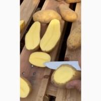 Продам картоплю Сорт Гренада, ідеальна якість, возимо в Київ, Одесу