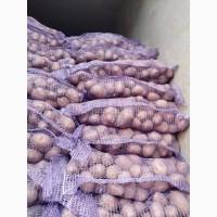 Продам товарну картоплю Белла роса