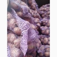 Продам товарну картоплю Белла роса