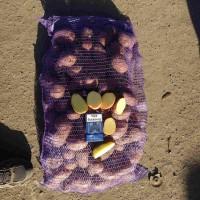 Продам товарну картоплю Белла роса