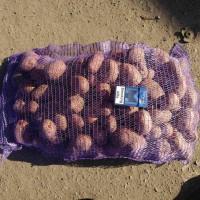 Продам товарну картоплю Белла роса