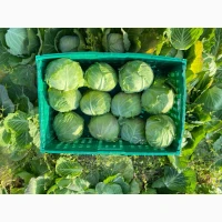 Продам білокачанну капусту