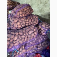 Продам велику картоплю