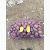 Продам велику картоплю