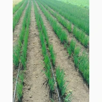 Продаж зелена цибуля