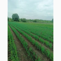 Продаж зелена цибуля