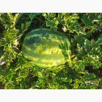 Продам арбуз