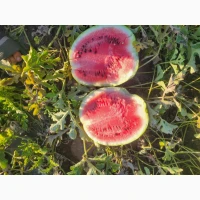 Продам арбуз